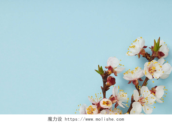 淡蓝色背景上的春花百色花开的树枝与盛开的春天白花在蓝色背景的特写